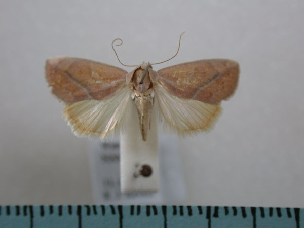 /filer/webapps/moths/media/images/P/piperitella_Neaxestis_A_Revell.jpg