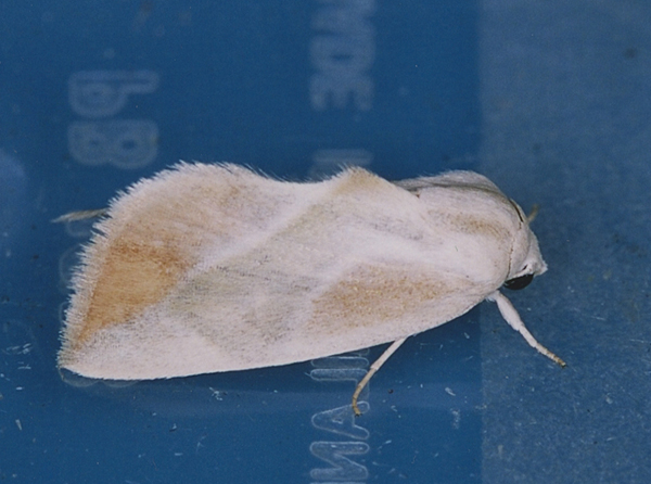 /filer/webapps/moths/media/images/P/piperitella_Neaxestis_A_Roland_01.jpg