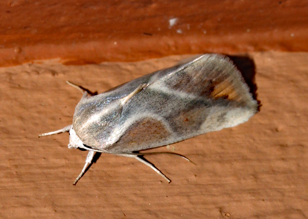/filer/webapps/moths/media/images/P/piperitella_Neaxestis_A_Roland_01_M2mQzF8.jpg