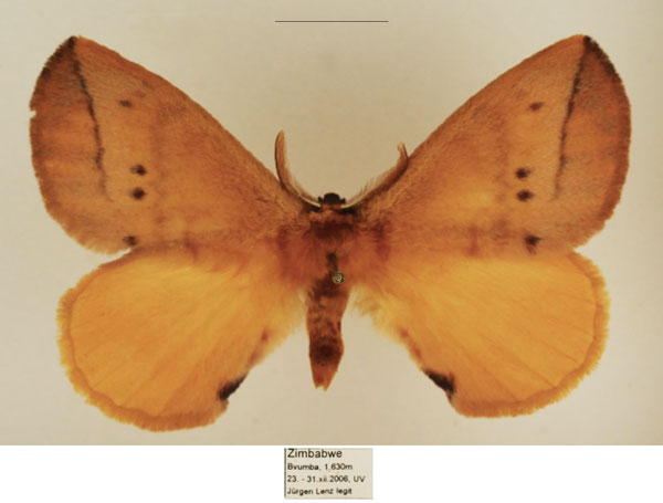 /filer/webapps/moths/media/images/P/pira_Stenoglene_AM_TMSA_01.jpg