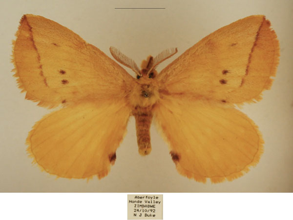 /filer/webapps/moths/media/images/P/pira_Stenoglene_AM_TMSA_03.jpg