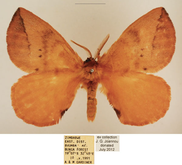 /filer/webapps/moths/media/images/P/pira_Stenoglene_AM_TMSA_04.jpg