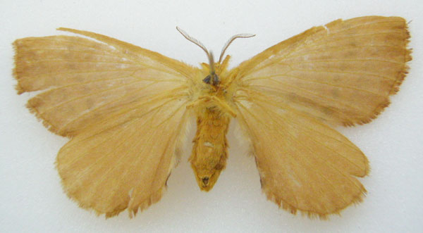 /filer/webapps/moths/media/images/P/pira_Stenoglene_HT_NHMUKb.jpg