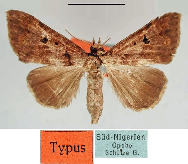 /filer/webapps/moths/media/images/P/piriformis_Anoba_HT_ZMHB.jpg