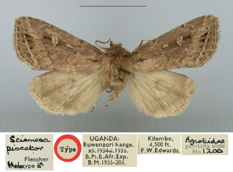 /filer/webapps/moths/media/images/P/piscator_Sciomesa_HT_BMNH.jpg