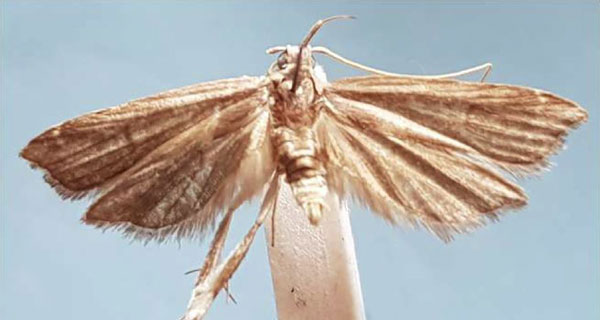 /filer/webapps/moths/media/images/P/pistillia_Torodora_HT_MNHN.jpg