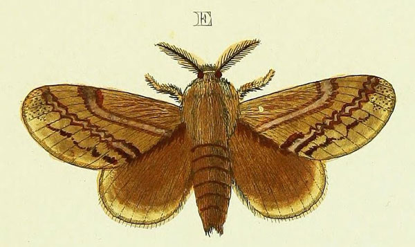 /filer/webapps/moths/media/images/P/pithyocampa_Eutricha_Cramer4_304_E.jpg