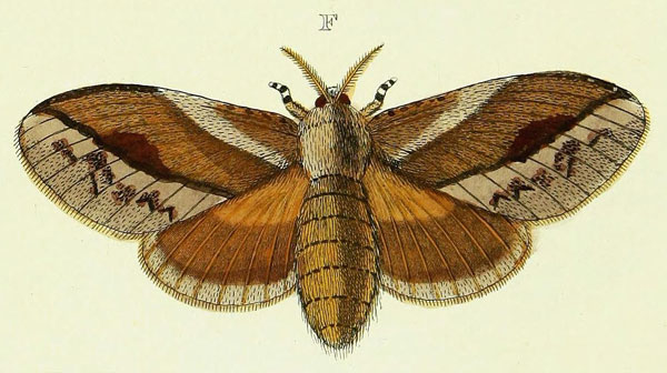 /filer/webapps/moths/media/images/P/pithyocampa_Eutricha_Cramer4_304_F.jpg