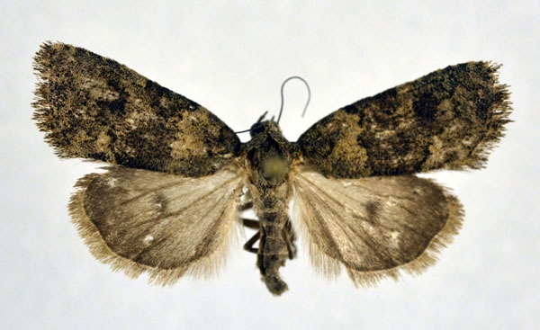 /filer/webapps/moths/media/images/P/pittawayi_Cryphia_A_NHMO.jpg