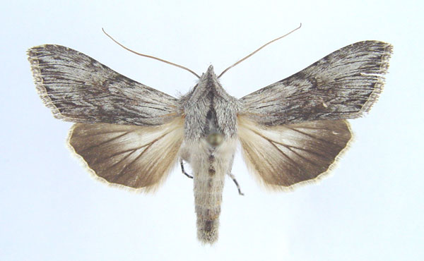 /filer/webapps/moths/media/images/P/pittawayi_Cucullia_AF_Legrain.jpg