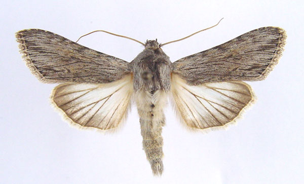 /filer/webapps/moths/media/images/P/pittawayi_Cucullia_AM_Legrain.jpg