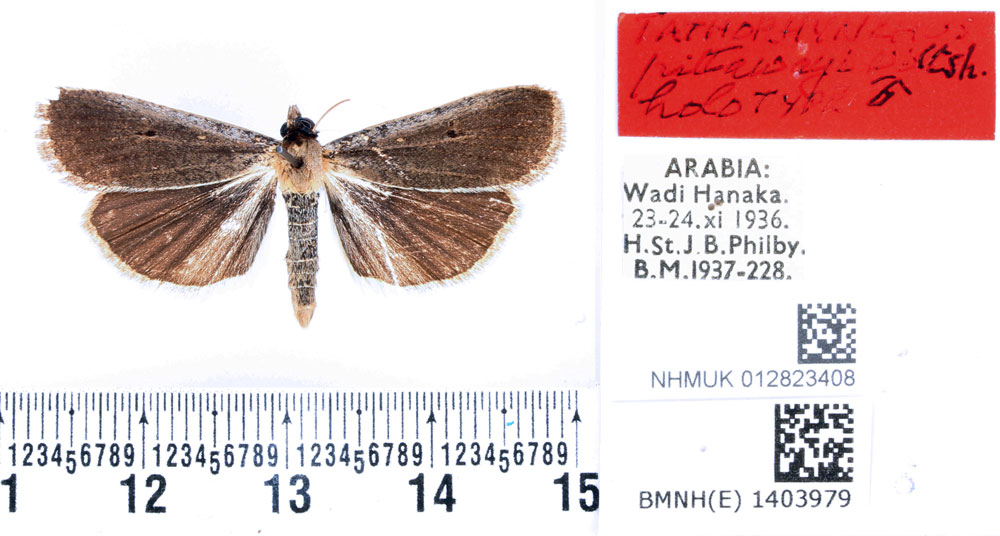 /filer/webapps/moths/media/images/P/pittawayi_Tathorhynchus_HT_BMNH.jpg