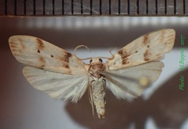 /filer/webapps/moths/media/images/P/placida_Exilisia_AM_Bippus.jpg