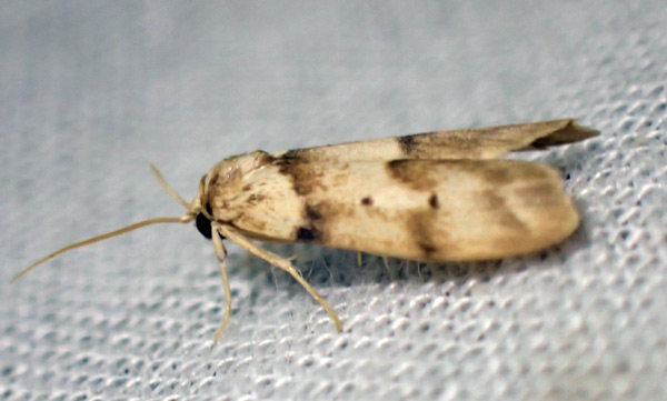 /filer/webapps/moths/media/images/P/placida_Exilisia_A_Bippus.jpg