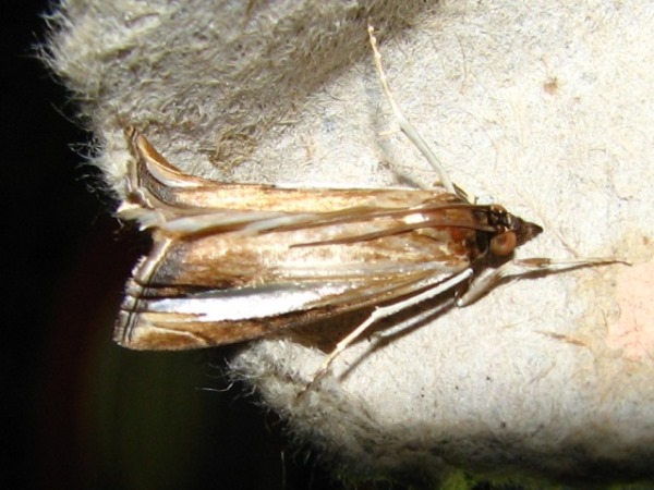 /filer/webapps/moths/media/images/P/placydioni_Classeya_A_Goff_02.jpg