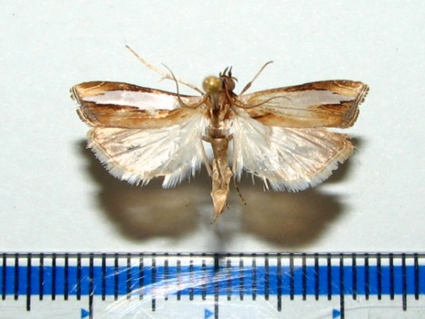 /filer/webapps/moths/media/images/P/placydioni_Classeya_A_Goffa_01.jpg