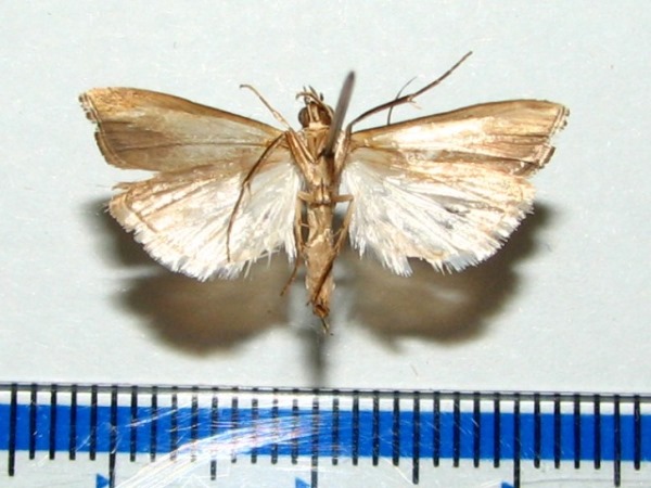 /filer/webapps/moths/media/images/P/placydioni_Classeya_A_Goffb_01.jpg