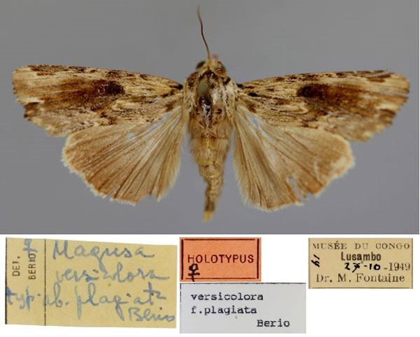 /filer/webapps/moths/media/images/P/plagiata_Callixena_HT_RMCA_01.jpg