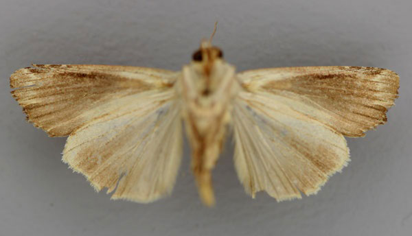 /filer/webapps/moths/media/images/P/plagiata_Callixena_HT_RMCA_02.jpg