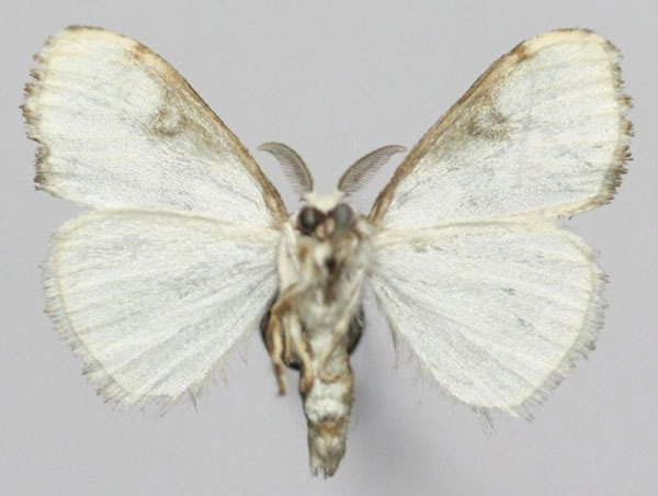 /filer/webapps/moths/media/images/P/plagiata_Euproctis_AM_Golovizinb.jpg