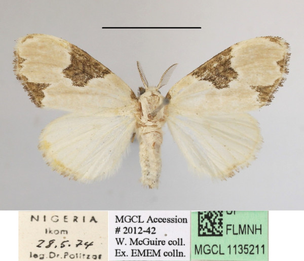 /filer/webapps/moths/media/images/P/plagiata_Euproctis_AM_MGCLa_01.JPG