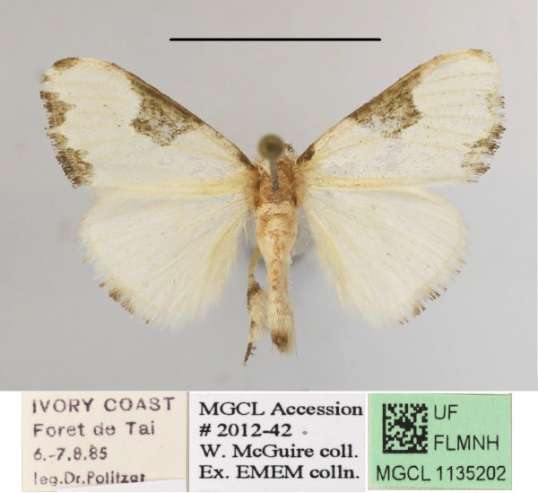 /filer/webapps/moths/media/images/P/plagiata_Euproctis_AM_MGCLa_02.JPG