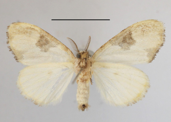 /filer/webapps/moths/media/images/P/plagiata_Euproctis_AM_MGCLb_01.JPG