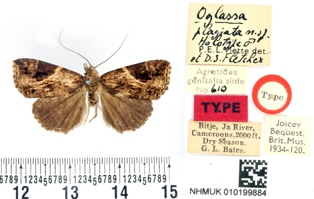 /filer/webapps/moths/media/images/P/plagiata_Oglasa_HT_BMNH.jpg