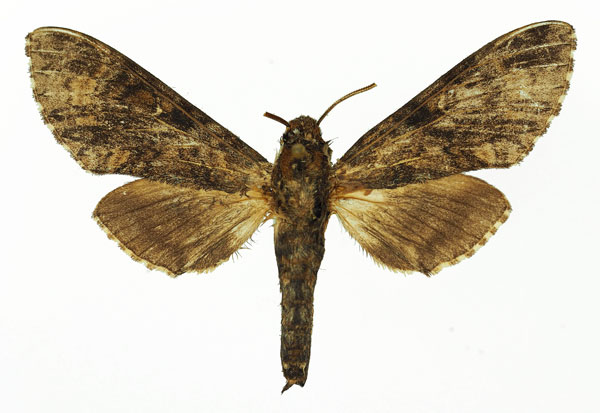 /filer/webapps/moths/media/images/P/plagiata_Praedora_AM_Basquin_01.jpg