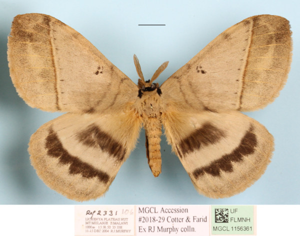 /filer/webapps/moths/media/images/P/plagiatus_Jana_A_MGCLa_01.JPG