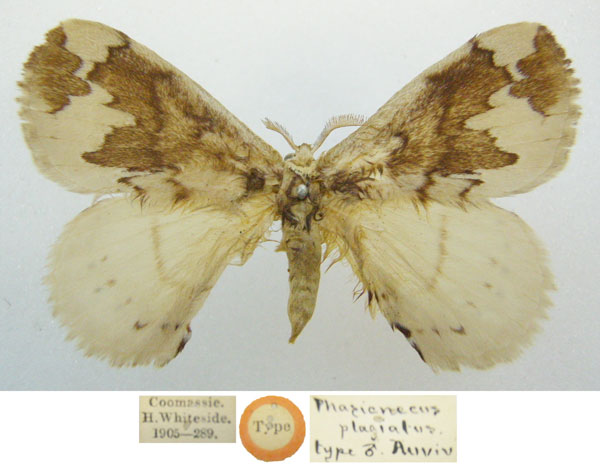 /filer/webapps/moths/media/images/P/plagiatus_Phasicnecus_HT_NHMUKa.jpg