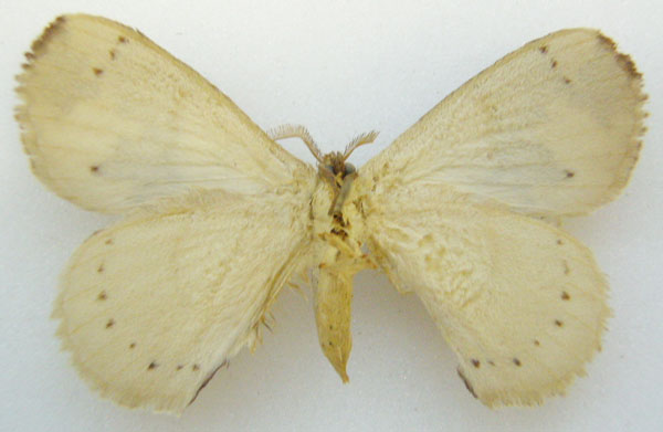 /filer/webapps/moths/media/images/P/plagiatus_Phasicnecus_HT_NHMUKb.jpg