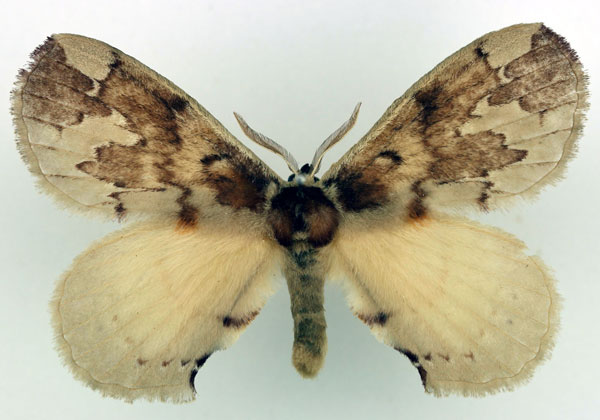 /filer/webapps/moths/media/images/P/plagiatus_Stenoglene_AM_Basquin.jpg