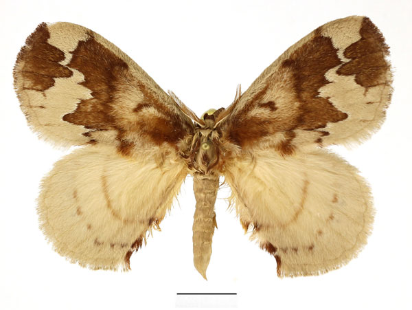 /filer/webapps/moths/media/images/P/plagiatus_Stenoglene_AM_Basquin_01.jpg