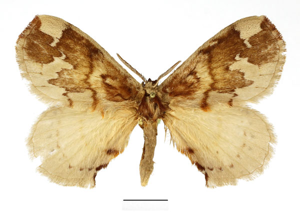 /filer/webapps/moths/media/images/P/plagiatus_Stenoglene_AM_Basquin_02.jpg