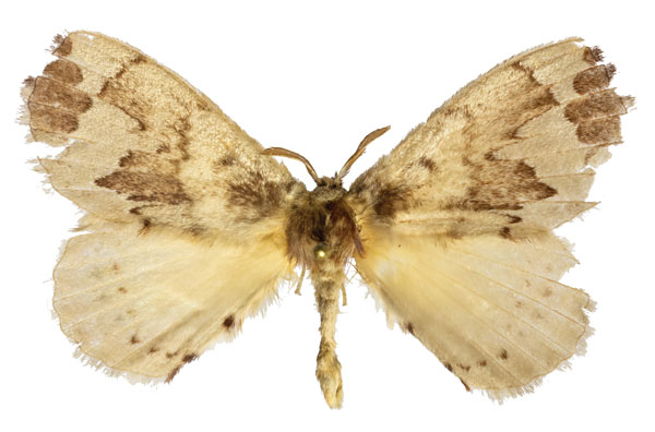 /filer/webapps/moths/media/images/P/plagiatus_Stenoglene_AM_ZMJU.jpg