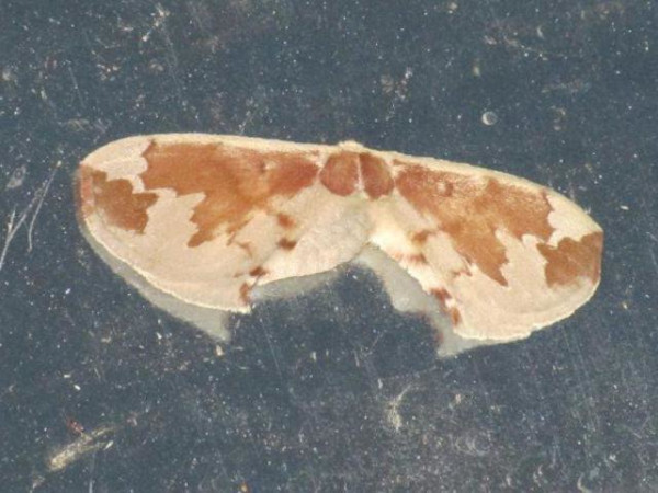 /filer/webapps/moths/media/images/P/plagiatus_Stenoglene_A_Stanton.jpg