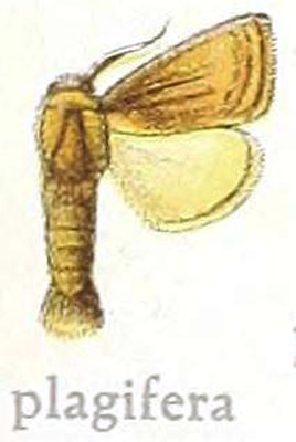 /filer/webapps/moths/media/images/P/plagifera_Metarbela_HT_MfN.jpg