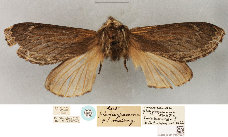 /filer/webapps/moths/media/images/P/plagiogramma_Lasiocampa_PLT_BMNH.jpg