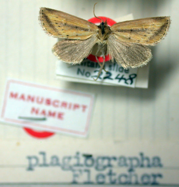 /filer/webapps/moths/media/images/P/plagiographa_Sesamia_HT_BMNH.jpg