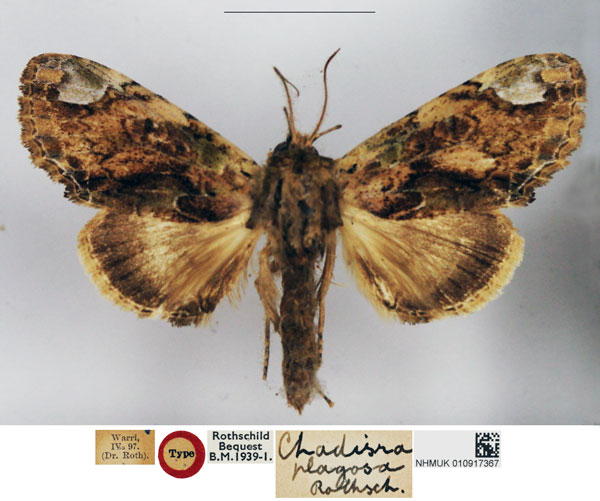 /filer/webapps/moths/media/images/P/plagosa_Chadisra_HT_NHMUK_sssF2uK.jpg