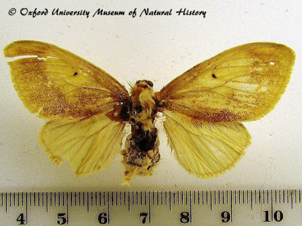 /filer/webapps/moths/media/images/P/plana_Euproctis_AF_OUMNH_01.jpg