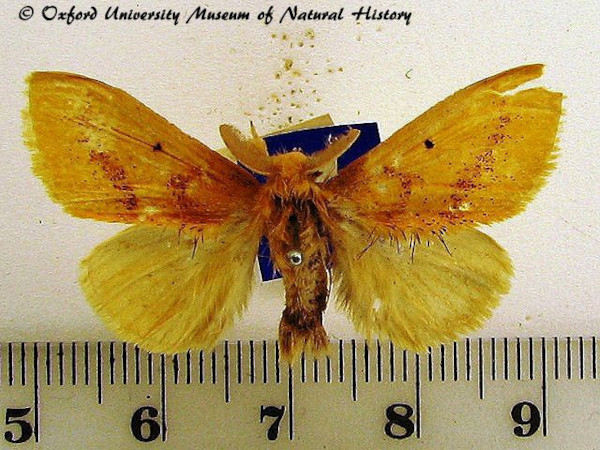 /filer/webapps/moths/media/images/P/plana_Euproctis_AM_OUMNH_02.jpg