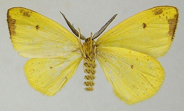 /filer/webapps/moths/media/images/P/plana_Hylemera_AM_ZSMb.jpg
