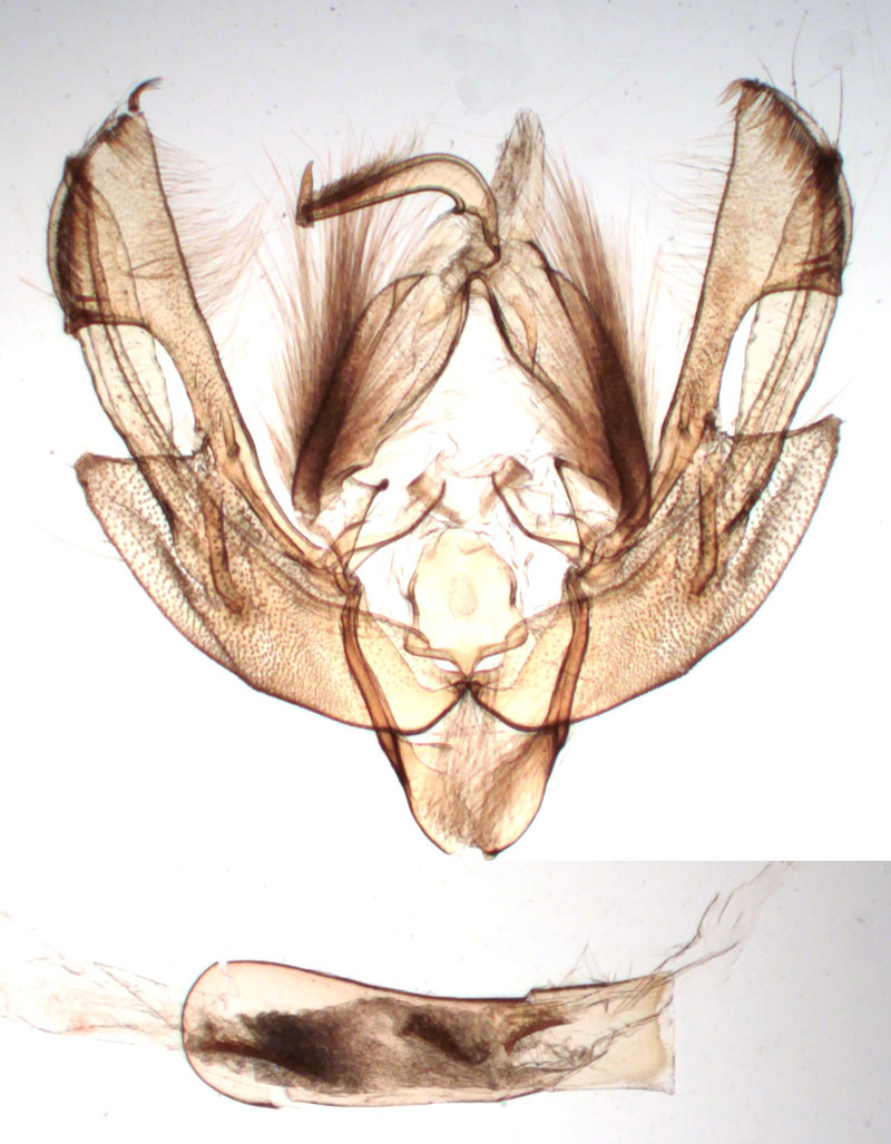 /filer/webapps/moths/media/images/P/plana_Leucania_GMHT_BMNH_2213.jpg