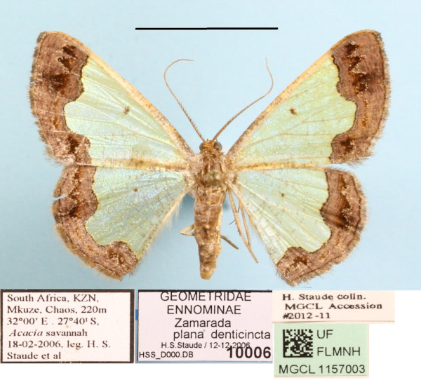 /filer/webapps/moths/media/images/P/plana_denticincta_Zamarada_A_MGCL_01.JPG