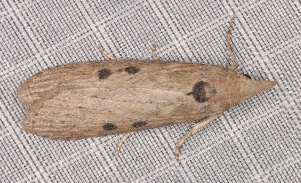 /filer/webapps/moths/media/images/P/planalis_Lamoria_A_Heyns_01.jpg