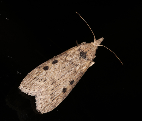 /filer/webapps/moths/media/images/P/planalis_Lamoria_A_Roland_01.jpg