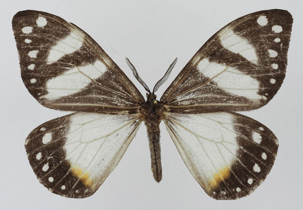/filer/webapps/moths/media/images/P/planax_Otroeda_AF_Basquina.jpg