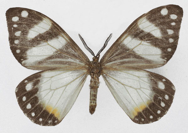 /filer/webapps/moths/media/images/P/planax_Otroeda_AF_Basquinb.jpg